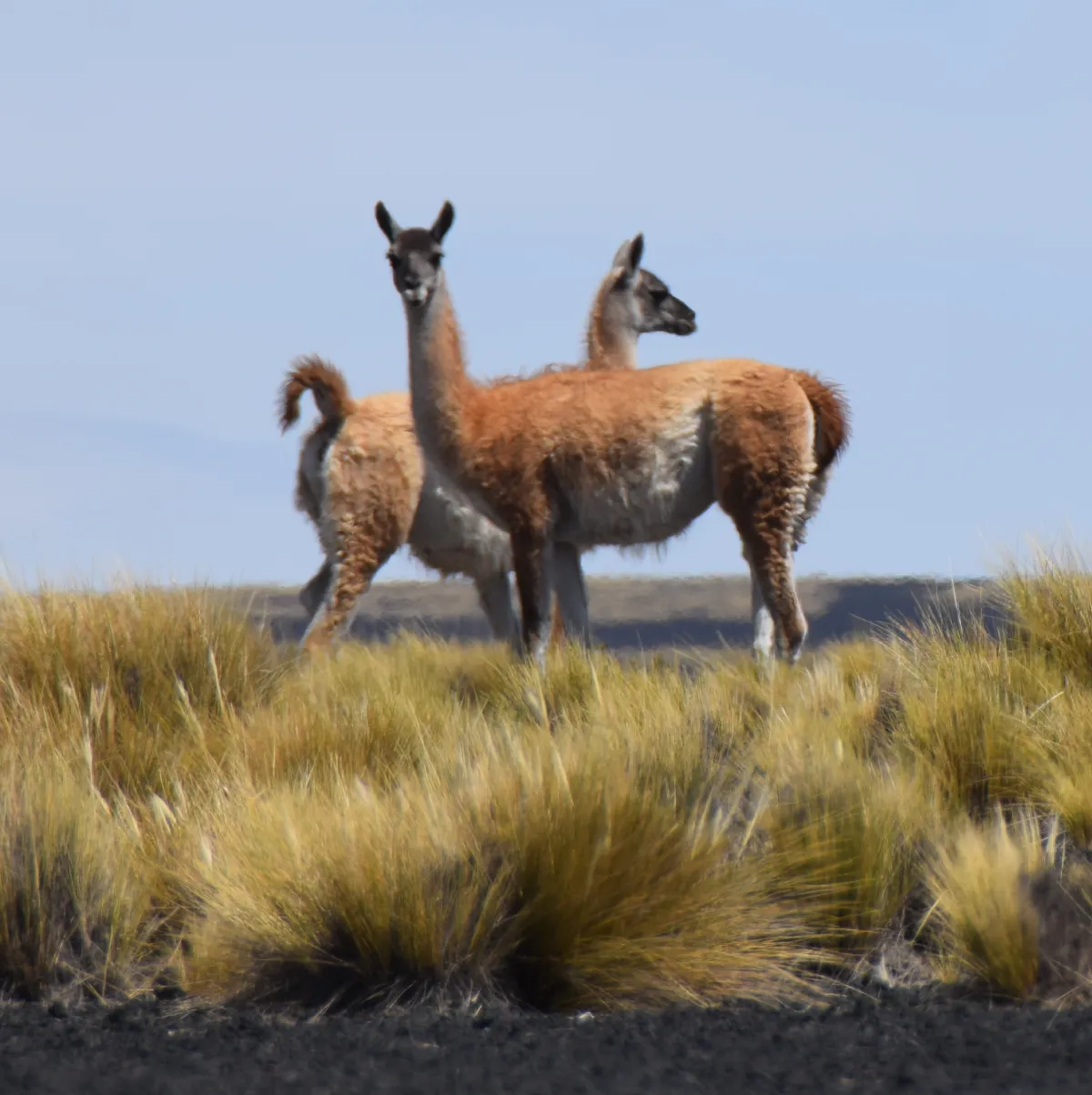 Servicios de Alojamiento en Malargüe 3 turismo en malargue guanacos